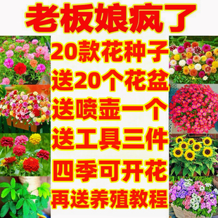 播种凤仙花向日葵种孑开花易活室内外盆栽太阳花种子 花种籽子四季