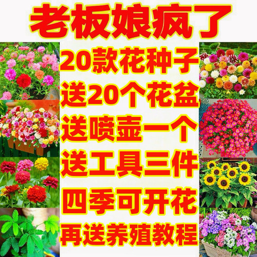 花种籽子大全四季播种易开花种孑