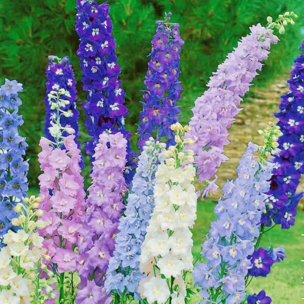 飞燕草花籽四季播种开花3天发芽