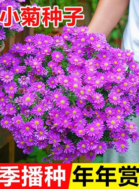 姬小菊花种籽子四季播种开花阳台盆栽易活花籽室外庭院耐寒花种孑