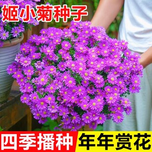 姬小菊花种籽子四季播种开花阳台盆栽易活花籽室外庭院耐寒花种孑