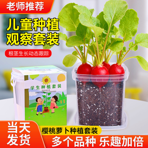 儿童种植小盆栽樱桃萝卜籽发芽快