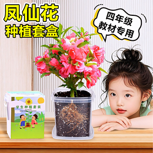 凤仙花种籽小学生实验观察七彩指甲花儿童种植小盆栽植物种子套装