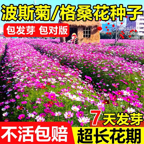 波斯菊花种子格桑花种籽子七彩野花四季播种易活开花庭院室外花籽