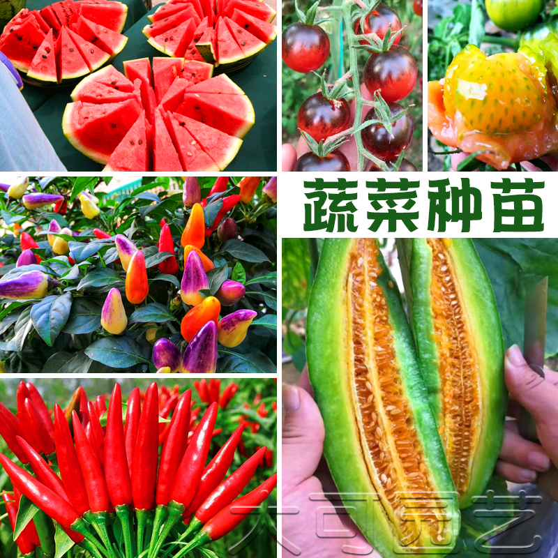 蔬菜种苗秋葵丝瓜甜黄瓜西瓜茄子椒芹菜甘蓝圣女樱桃番茄矮生盆栽