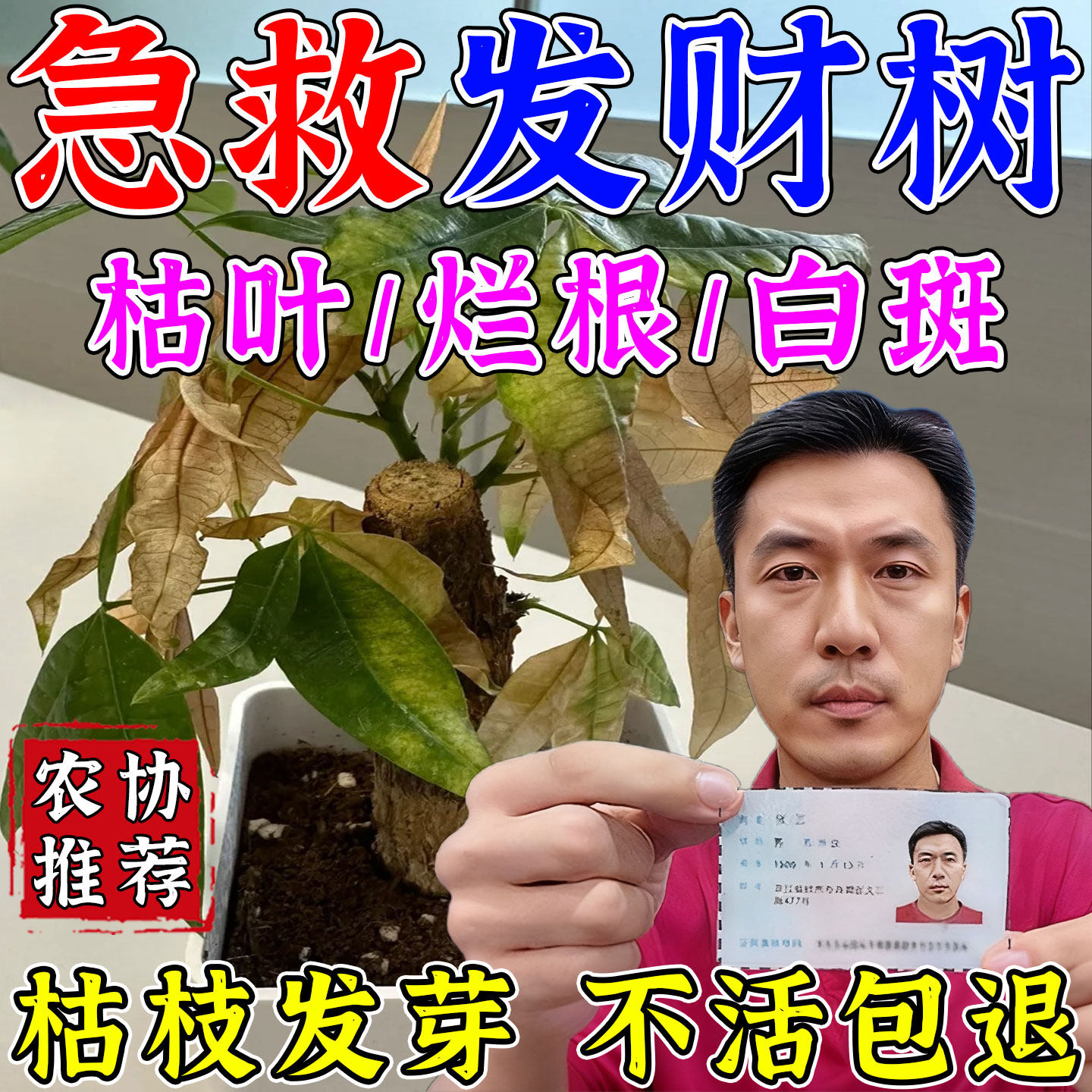 【当晚包救活】发财树营养液黄叶掉叶黄斑烂根枯黄叶斑病专用肥料,鲜花速递/花卉仿真/绿植园艺,家庭园艺肥料,淘宝优惠券,粉丝福利购,淘宝优惠卷