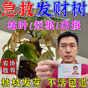 【当晚包救活】发财树营养液黄叶掉叶黄斑烂根枯黄叶斑病专用肥料