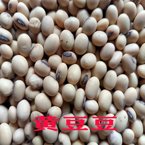 重庆竹山黄豆黄豆生豆芽