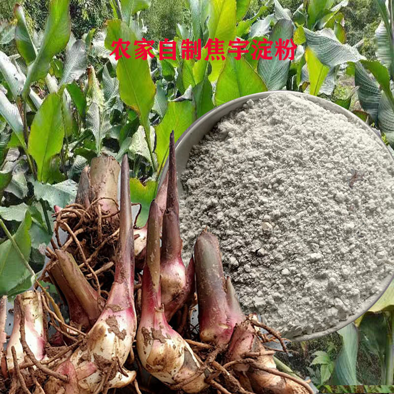 新鲜蕉芋农家自制淀粉