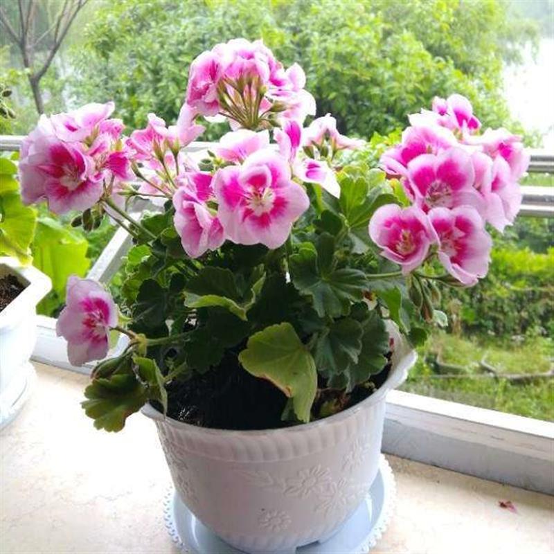 冲钻限量 重瓣天竺葵花苗大花天竺葵直立垂吊洋绣球室内阳台驱蚊