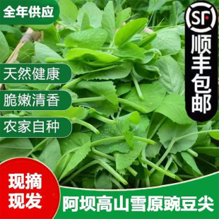 豌豆尖順豐發(fā)貨新鮮蔬菜現(xiàn)摘現(xiàn)發(fā)豌豆苗碗豆菜火鍋菜露天龍須菜