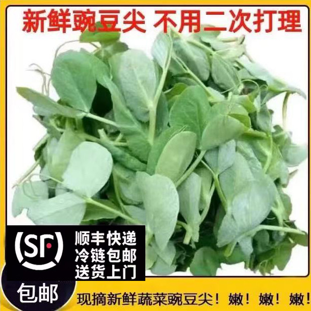 豌豆尖新鲜豌新鲜豆苗四川特产时令应季蔬菜现摘现发煮汤火锅食材