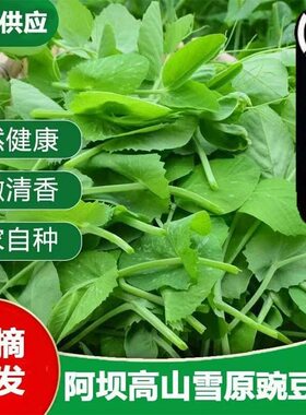 四川豌豆尖新鲜蔬菜现摘现发豌豆苗碗豆菜火锅菜露天龙须菜顺丰