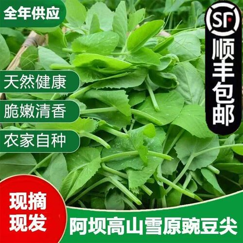 四川豌豆尖新鲜蔬菜现摘现发豌豆苗碗豆菜火锅菜露天龙须菜顺丰