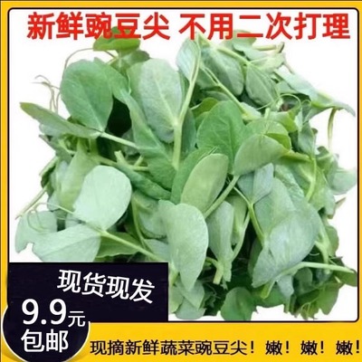 四川豌豆尖新鲜蔬菜现摘现发豌豆苗碗豆菜火锅菜露天龙须菜5斤