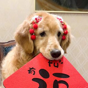 新年狗狗发夹金毛萨摩耶边牧约克夏头饰不掉春节拜年可爱装饰品