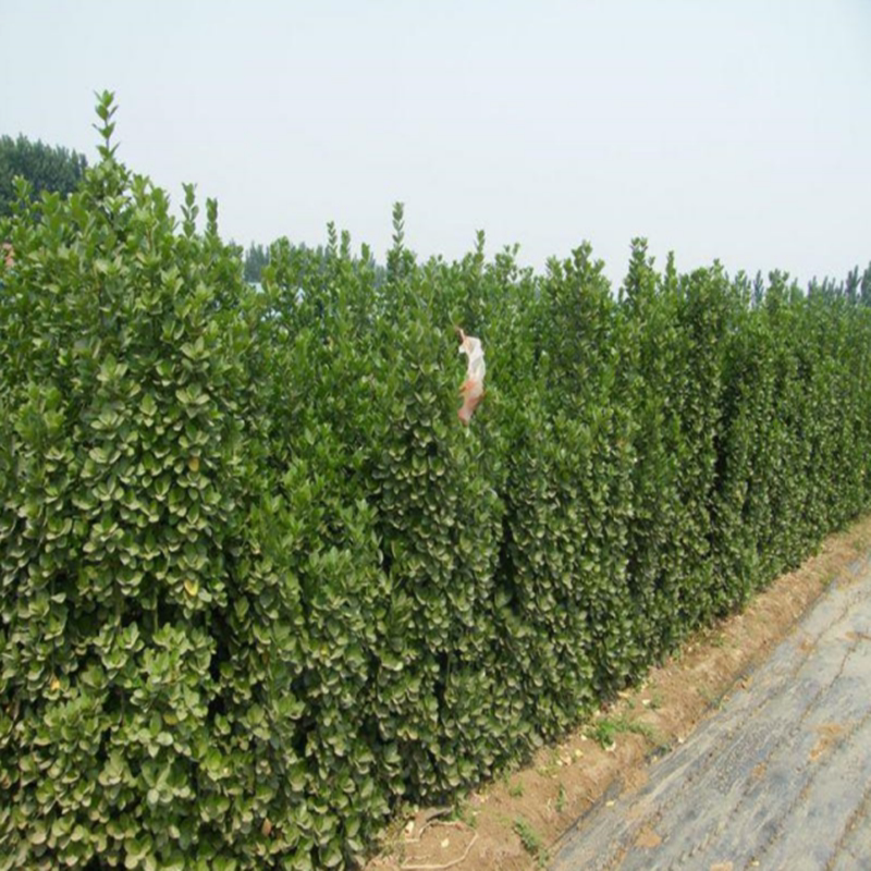 北海道黄杨冬青树苗围墙篱笆植物大叶黄杨四季常青耐寒庭院绿篱