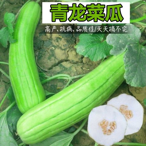 青龙菜瓜种子青皮白皮菜瓜腌制生炒菜瓜田园春秋四季播种甜瓜种孑