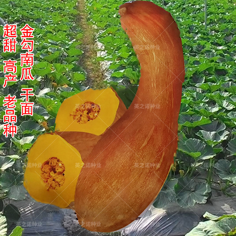 金钩南瓜黄狼南瓜种子甜面大吊瓜蜜本南瓜高产抗病春夏季蔬菜种籽