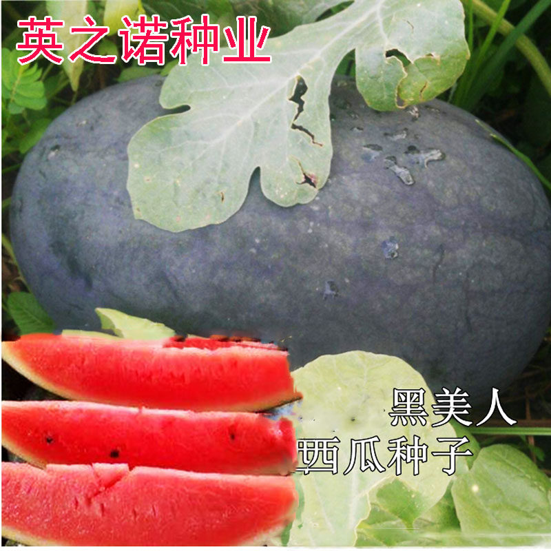 黑美人西瓜种子大果型黑皮巨型无籽西瓜种籽超甜红肉瓤春水果大全
