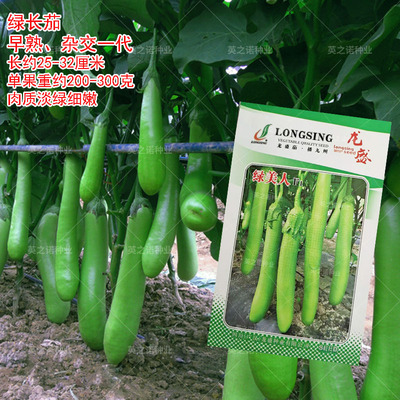 绿美人绿长茄种子青茄种籽春夏秋冬四季罐茄耐寒阳台盆栽蔬菜孑