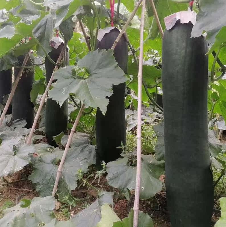 广东黑皮大冬瓜种子 特大东瓜种籽青皮嫩绿小冬瓜蔬菜孑瓜果大全