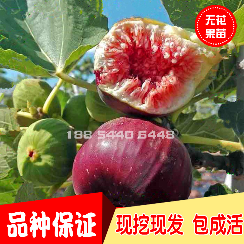 新品种试种当年结果四季无花果苗满8.80元可用1元优惠券