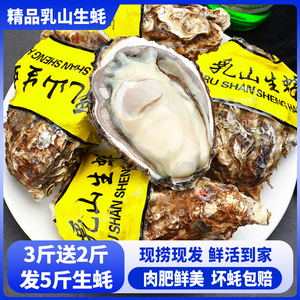 【净重5斤】乳山生蚝鲜活大号肉肥鲜美牡蛎海蛎子海鲜水产烧烤zb