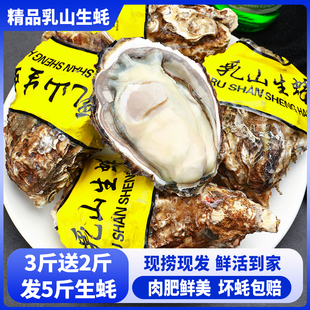 乳山生蚝鲜活大号肉肥鲜美牡蛎海蛎子海鲜水产烧烤zb 净重5斤