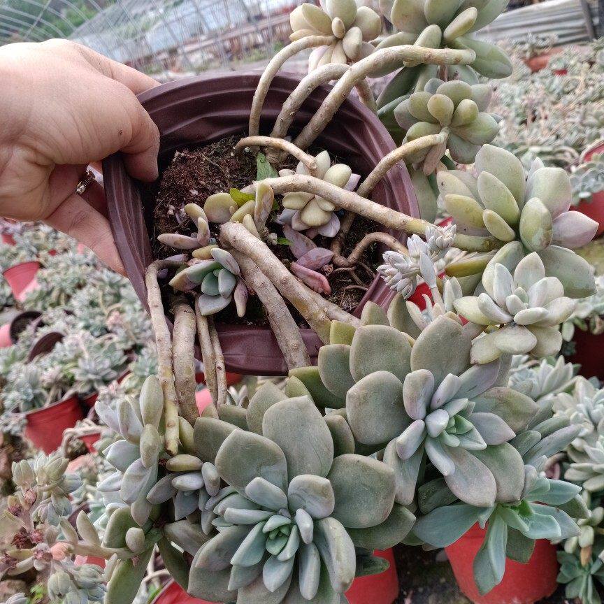 老桩悬崖桩冬美人 一整盆 实物拍摄 可一物一拍多肉冬美人