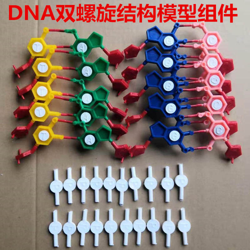 dna双螺旋结构模型组件 标准配置 染色体结构模型组件 核苷酸