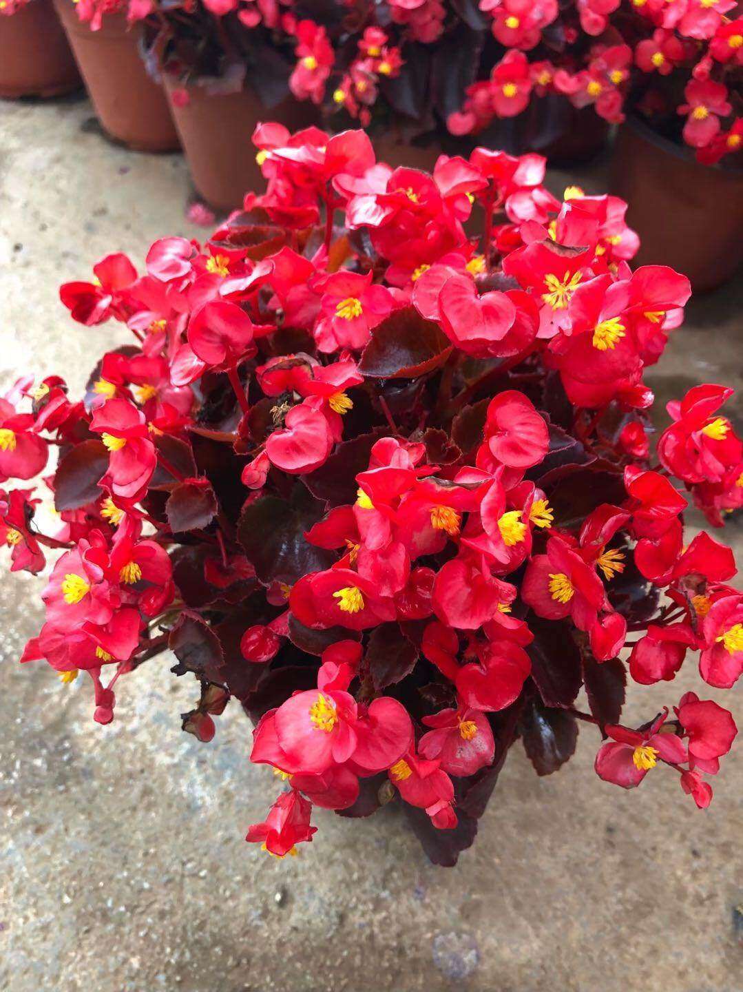 海棠花四季小叶红海棠花开花四季盆栽花卉花期长花卉室内花卉包邮