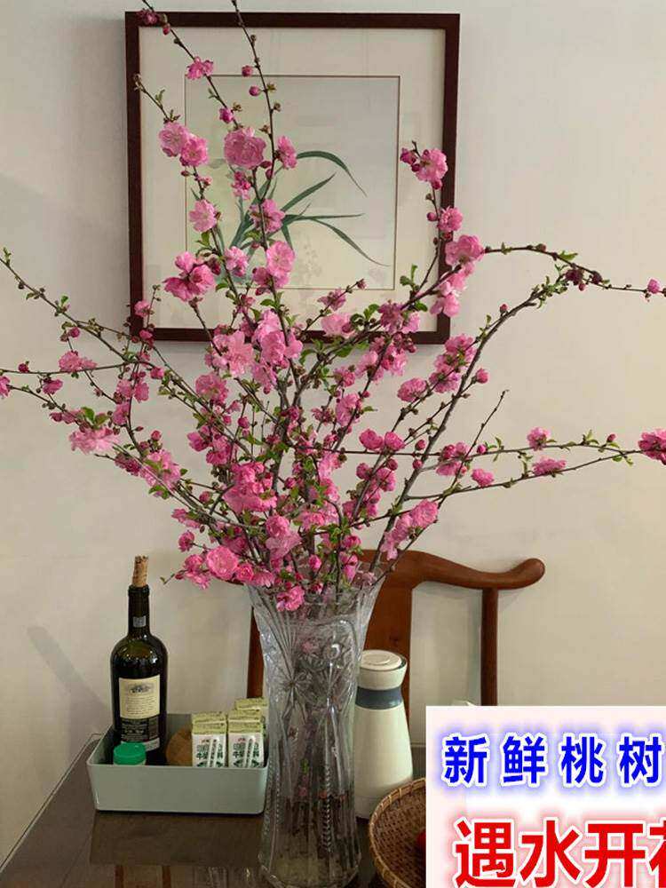 鲜桃花枝遇水开花雪柳水培植物插花瓶年宵花绿植转运干支桃树摆件