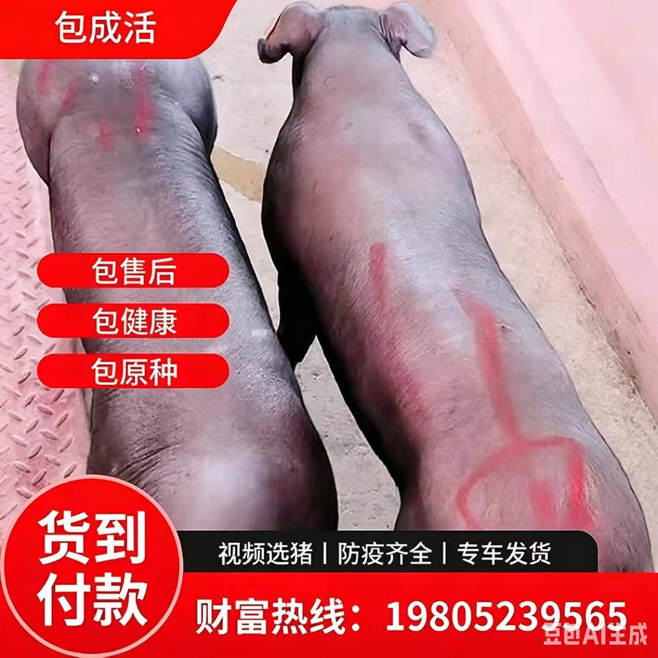 新美系纯种国寿杜洛克黑金刚国寿黑母猪黑猪公猪正宗新一代原种