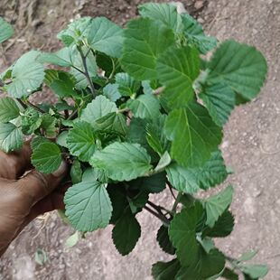 野生云南黄花生肌草拔毒草中草药材伤口化脓拔毒脓包连根现挖发