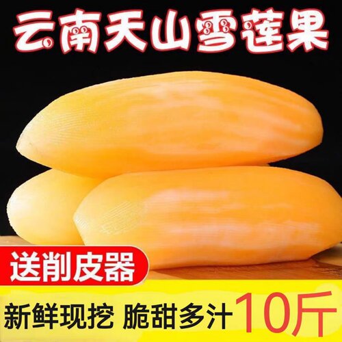 现挖新鲜天山雪莲果脆甜多汁
