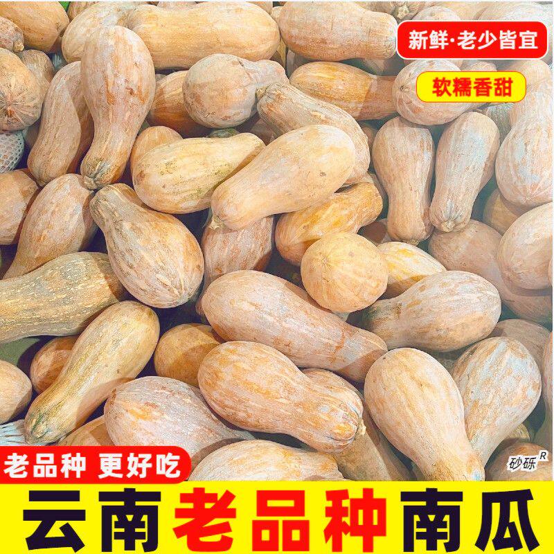 云南老南瓜直供板栗味清仓新鲜当季蔬菜板栗味瓜整箱
