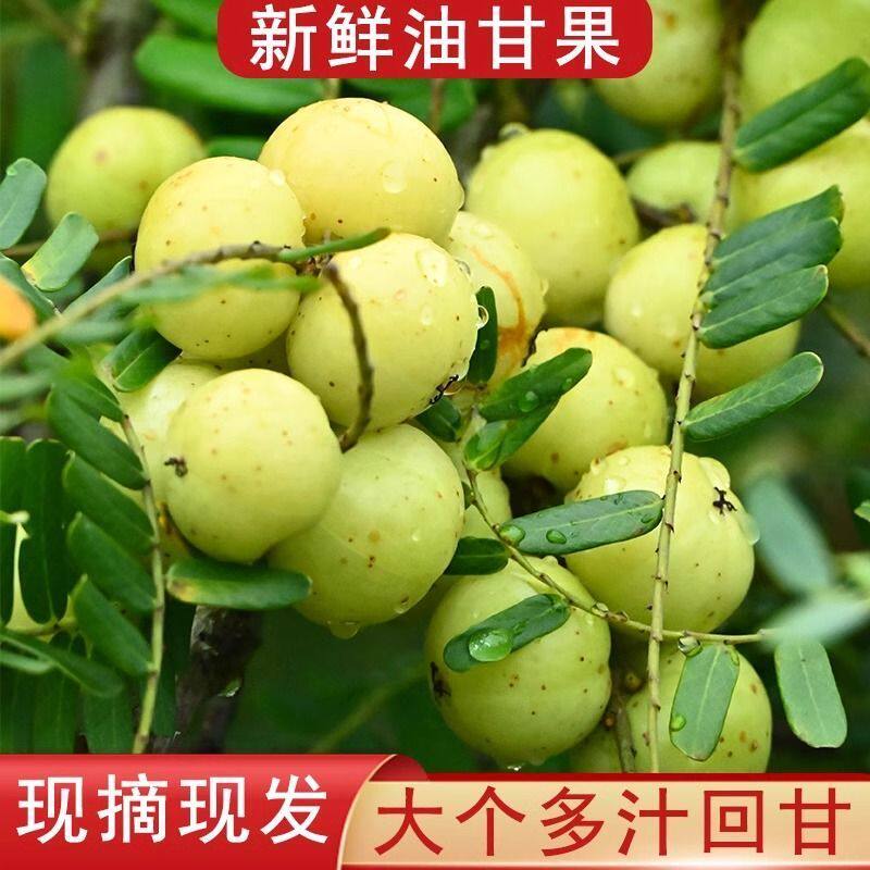 正宗新鲜甘果油柑橄榄柑果油甘果余甘牛鲜果孕妇水果榨汁