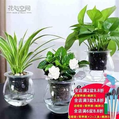 庭院海棠含盆多色装饰茉莉花水养桌面绿植小盆栽护眼家居小型客厅