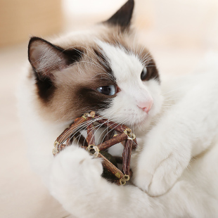 猫咪玩具木天蓼玲珑球小猫逗猫棒猫薄荷球磨牙棒耐咬解闷自嗨用品