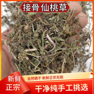 仙桃草中药材仙桃草接骨仙桃草八卦仙桃蟠桃草英桃草100g包邮