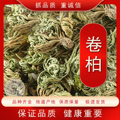 中药材卷柏不死草九死还魂草石柏还阳草岩柏草盆景绿植遇水活