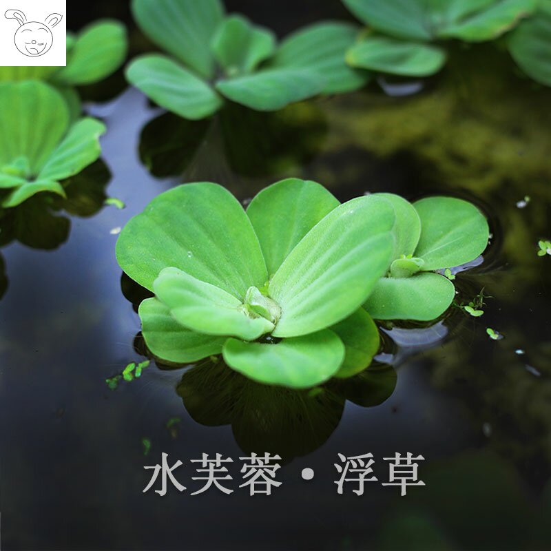 养鱼水植物多少钱 养鱼水植物优惠券免费领取 有条鱼