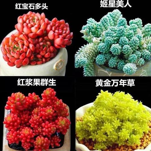 肉 多肉植物组合盆栽小绿植花卉玉露大颗好养包邮 带盆多头老桩