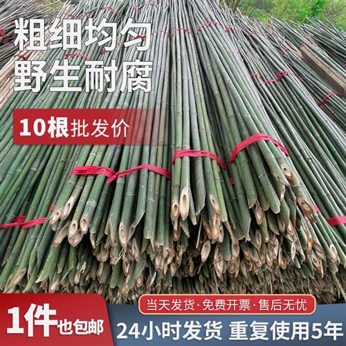 小竹杆蔬菜爬藤支架竹杆架种菜园搭架竹竿豆角篱笆栅栏彩旗细竹子