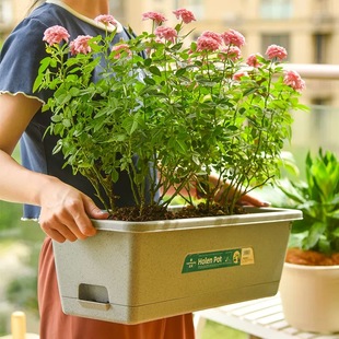 霍伦阳台花盆长条形草莓蔬菜种植盆栽自吸水加大加厚树脂塑料盆