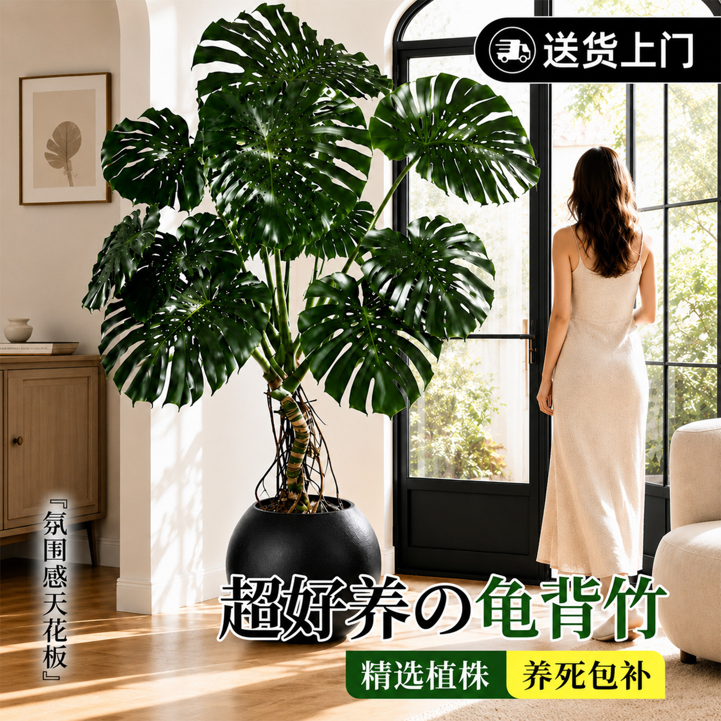 龟背竹老桩落地耐阴好养盆栽图片