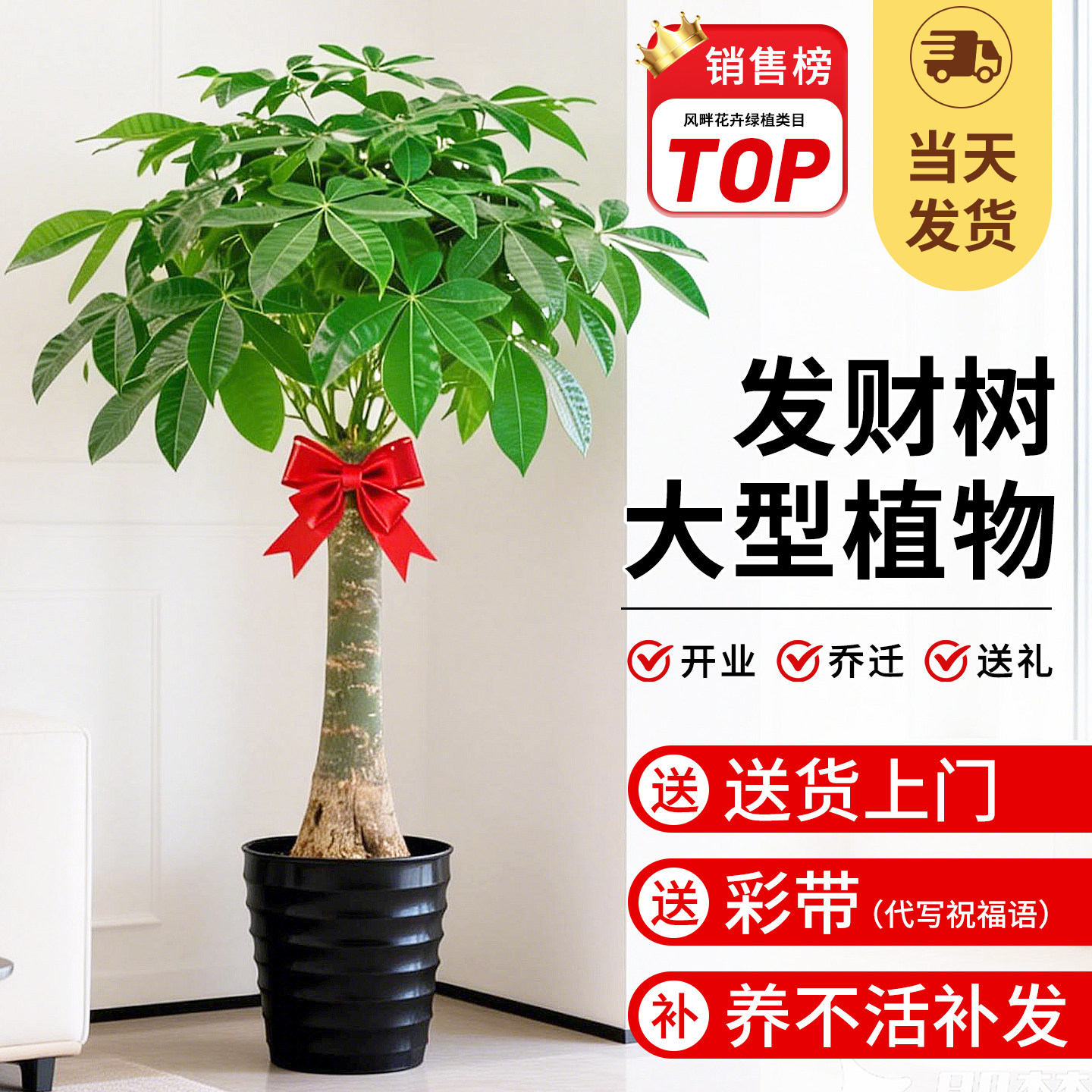 发财树客厅大盆栽绿植室内大型植物大棵老桩招财树办公室乔迁好养,鲜花速递/花卉仿真/绿植园艺,大型绿植/成品组合盆栽,淘宝优惠券,粉丝福利购,淘宝优惠卷