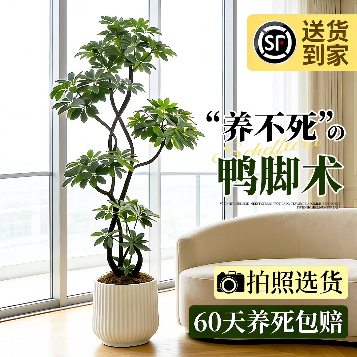 造型鸭脚木客厅大盆栽鸭掌木鹅掌柴室内植物落地式大型四季常青绿