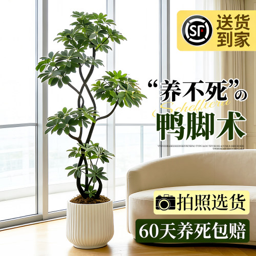 客厅落地大盆栽鸭脚木四季常青